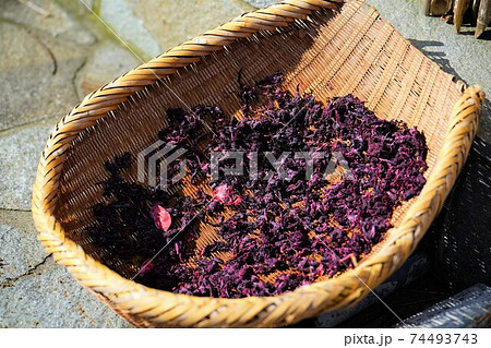 天日干しされる赤紫蘇の葉 天日干しされる赤紫蘇の葉 74493743