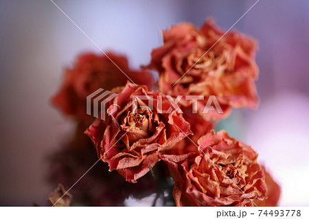 バラの花束 ドライフラワーの写真素材