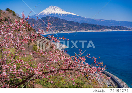 （静岡県）早咲き桜咲く薩埵峠、富士山遠望 74494272