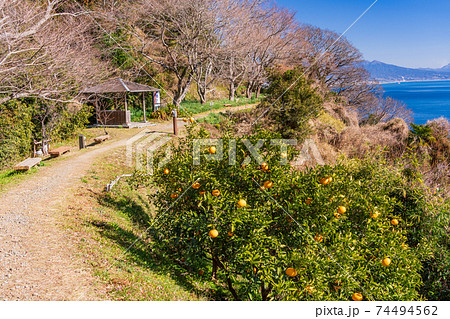 (静岡県)スイセン咲く、薩埵峠の遊歩道 (静岡県)スイセン咲く、薩埵峠の遊歩道 74494562