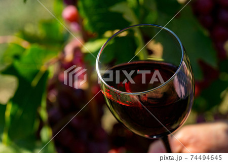 Close up of glass with red wine next to grapes in vineyard 74494645