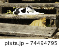 日向ぼっこ中のネコ2匹 74494795
