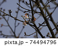 つぼみのさくら 74494796