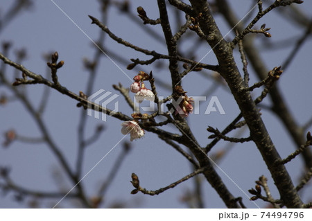 つぼみのさくら 74494796