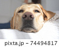 眠そうなラブラドールレトリーバー 74494817