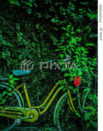 錆びれた自転車を覆う植物 74494900