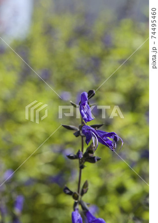 メドーセージ（サルビア・ガラニチカ）の花が咲いています。学名はSalvia guaranitica 74495460