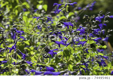 メドーセージ（サルビア・ガラニチカ）の花が咲いています。学名はSalvia guaranitica 74495461