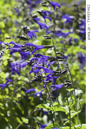 メドーセージ（サルビア・ガラニチカ）の花が咲いています。学名はSalvia guaranitica 74495462