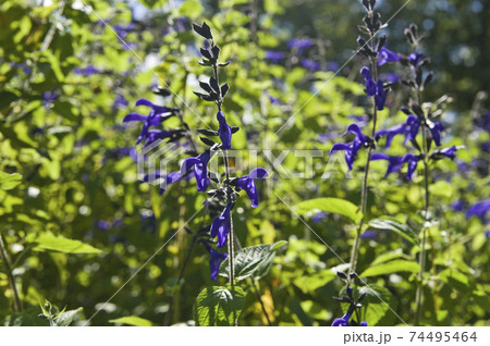 メドーセージ(サルビア・ガラニチカ)の花が咲いています。学名はSalvia guaranitica メドーセージ(サルビア・ガラニチカ)の花が咲いています。学名はSalvia guaranitica 74495464