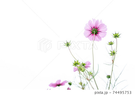 京都府亀岡市コスモス園で撮影した秋桜 74495753