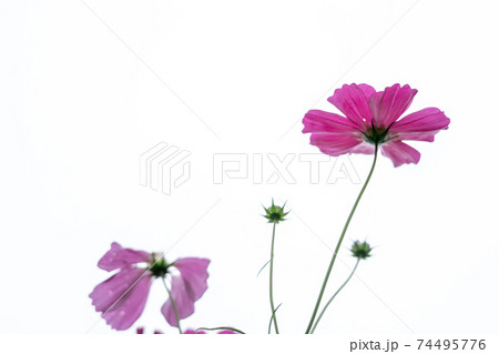 京都府亀岡市コスモス園で撮影した秋桜 74495776