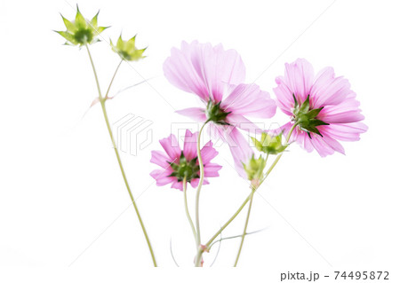 京都府亀岡市コスモス園で撮影した秋桜 74495872