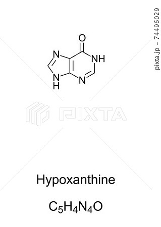 Hypoxanthine, chemical formula and skeletal structure. Naturally occurring purine derivative and constituent of nucleic acids. Necessary additive as substrate and nitrogen source. Illustration. Vector 74496029