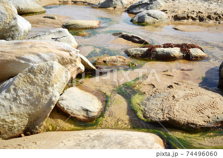 ロイヤルナショナルパークの大自然の小さな美 74496060