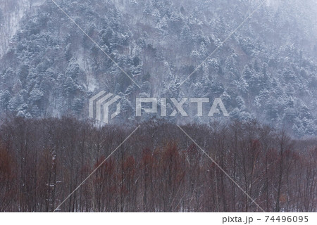 雪の針葉樹林と淡い赤色の新芽の出たケショウヤナギの写真素材