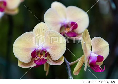 Orchid flowers in the garden. Phalaenopsis Orchidaceae Orchid flowers in the garden. Phalaenopsis Orchidaceae 74496389