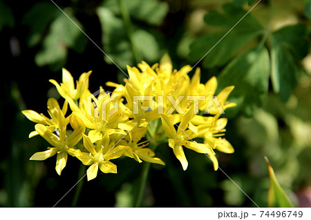 アリウム モーリーの黄色い花 アリウム モーリーの黄色い花 74496749