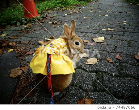 黄色いスカートを着たうさぎのさんぽ 黄色いスカートを着たうさぎのさんぽ 74497066