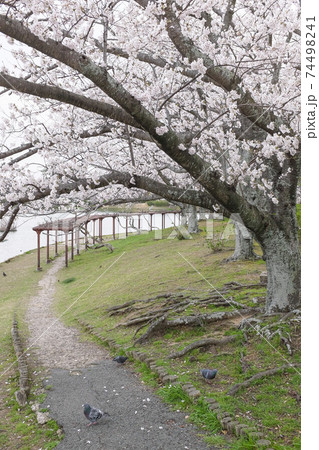 桜並木のトンネル道 桜並木のトンネル道 74498241