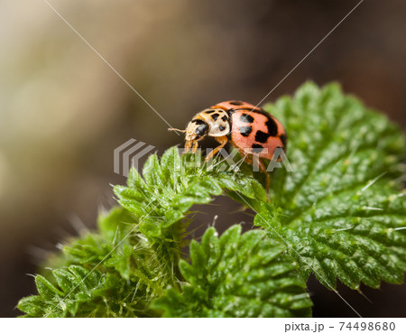 Ladybird on stinging nettle leaf Ladybird on stinging nettle leaf 74498680