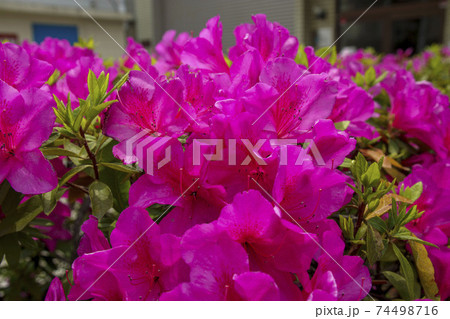 濃いピンク色のサツキの花 74498716