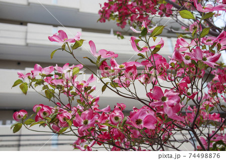 街中のピンク色のヤマボウシの花の木の写真素材
