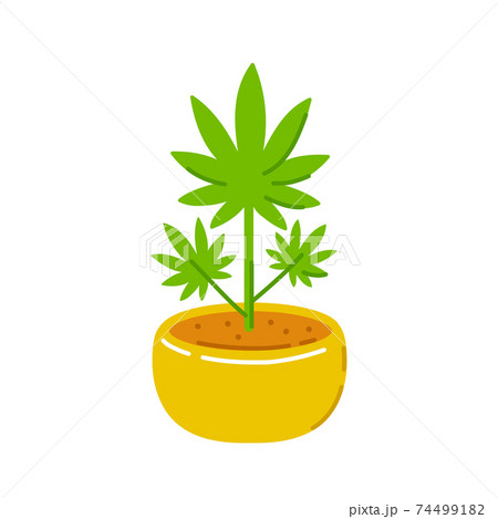 Marijuana weed plant in pot. Vector trendty flat line illustration icon. Isolated on white background. Plant marijuana concept Marijuana weed plant in pot. Vector trendty flat line illustration icon. Isolated on white background. Plant marijuana concept 74499182