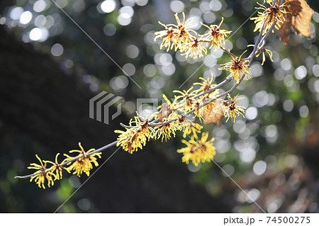 春の花　支那満作（シナマンサク） 74500275