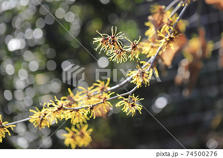 春の花　支那満作（シナマンサク） 74500276