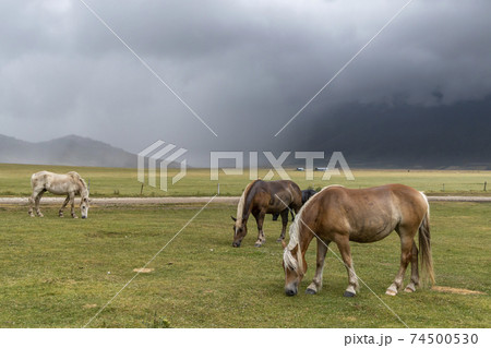 horses in mountain landscape near Castelluccio village in National Park Monte Sibillini, Umbria region, Italy 74500530