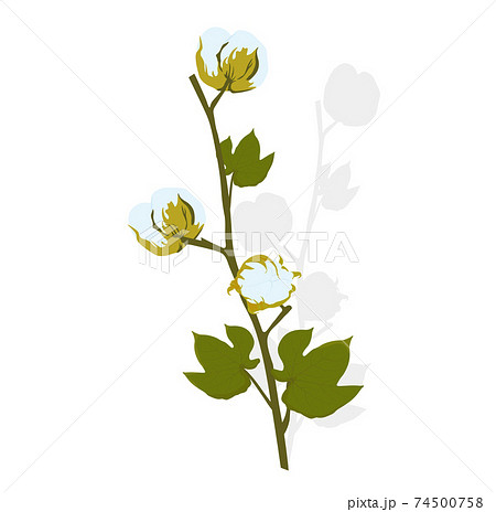 Vetor de Cotton vector icon. Cotton plant vector illustration. do