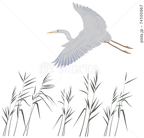 Grey Heron in flight vector stock illustration. Wide-spread wings with feathers. A lanky crane. Stork in flight. A bird that lives in a swamp. Reeds swamp. Isolated on a white background. Grey Heron in flight vector stock illustration. Wide-spread wings with feathers. A lanky crane. Stork in flight. A bird that lives in a swamp. Reeds swamp. Isolated on a white background. 74500967