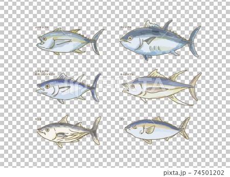 海に生息する魚のイラスト 海に生息する魚のイラスト 74501202
