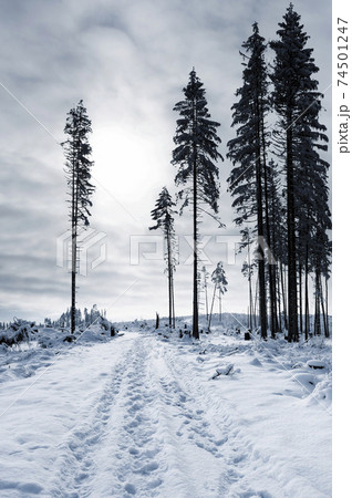 road through winter calamitous forest 74501247