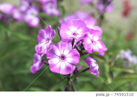 宿根フロックス 二色咲 宿根フロックス 二色咲 74501510