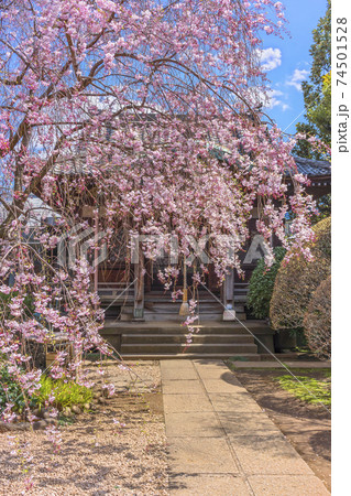 [東京・谷中] 谷中霊園の天王寺の毘沙門堂の前に咲くピンク色の枝垂桜。 74501528
