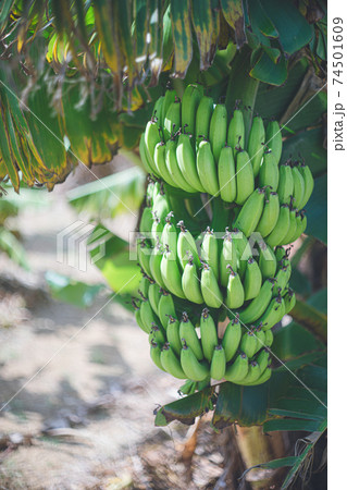 南国の暑い日光と青い空とたくさんの実をつけたバナナの木 74501609