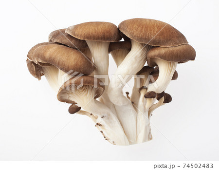 ヒラタケ 74502483