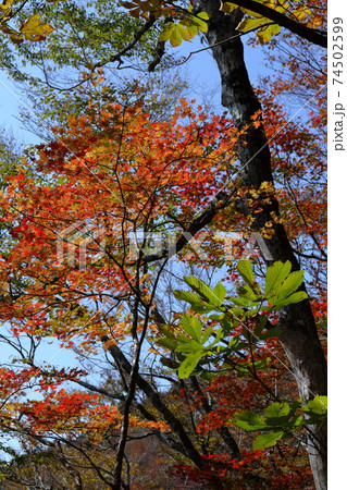 セラピーロードから紅葉を見上げる 四国カルスト 天狗高原 の写真素材