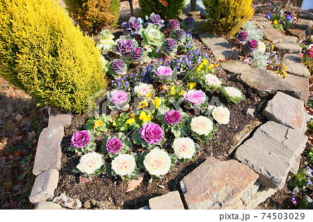 ハボタンの花 ハボタンの花 74503029