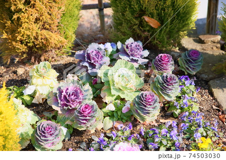 ハボタンの花 ハボタンの花 74503030