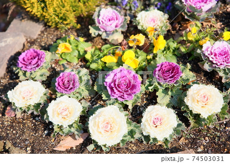 ハボタンの花 74503031