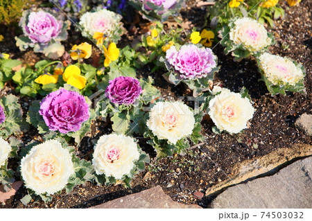 ハボタンの花 74503032