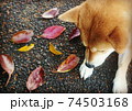お散歩中赤や黄色の落ち葉を楽しむ柴犬 74503168