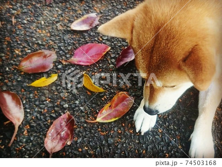 お散歩中赤や黄色の落ち葉を楽しむ柴犬 74503168