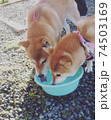 仲良し二匹でお散歩中にお水をもらう柴犬 74503169