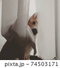 視線を感じたので振り返るとカーテンに隠れてこっちをみている柴犬 74503171