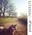 朝ひとりだけの公園を満喫する柴犬 74503173