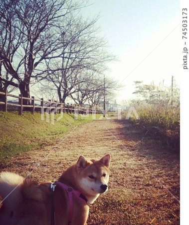 朝ひとりだけの公園を満喫する柴犬 朝ひとりだけの公園を満喫する柴犬 74503173